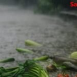 Islampur Heavy Rain Weekly Market Damage