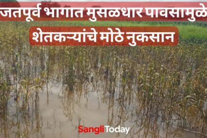 Jath Rain Crop Damage Sangli