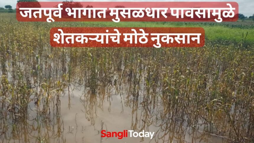 Jath Rain Crop Damage Sangli