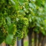 Sangli Grapes Harvest Delay 2025