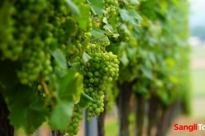 Sangli Grapes Harvest Delay 2025