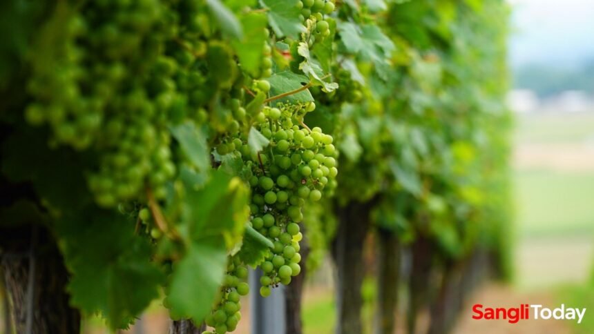 Sangli Grapes Harvest Delay 2025