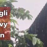 Sangli Heavy Rain 26 September 2025