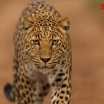 Sangli Leopard Attack Shirala September 2025