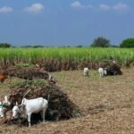 Sugarcane FRP For 2025–26 in Maharashtra