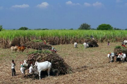 Sugarcane FRP For 2025–26 in Maharashtra