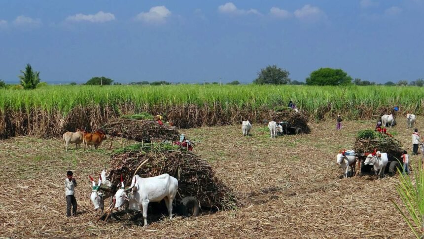 Sugarcane FRP For 2025–26 in Maharashtra