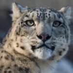 Devrashtre Leopard Attack Kadegaon Dogs Save Youth