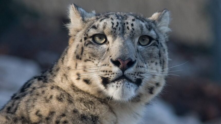 Devrashtre Leopard Attack Kadegaon Dogs Save Youth