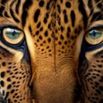 Leopard Attack Aundhi Shirala Sangli