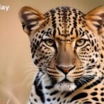 Leopard Attack Manikwadi Sheep Killed Walwa Sangli