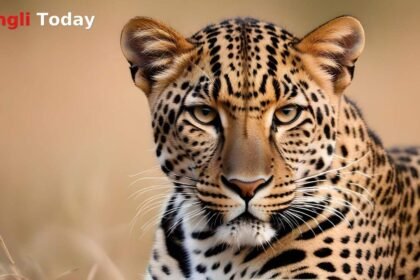 Leopard Attack Manikwadi Sheep Killed Walwa Sangli