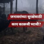 Sangli Cold Wave Livestock Care Advisory