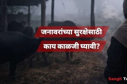 Sangli Cold Wave Livestock Care Advisory