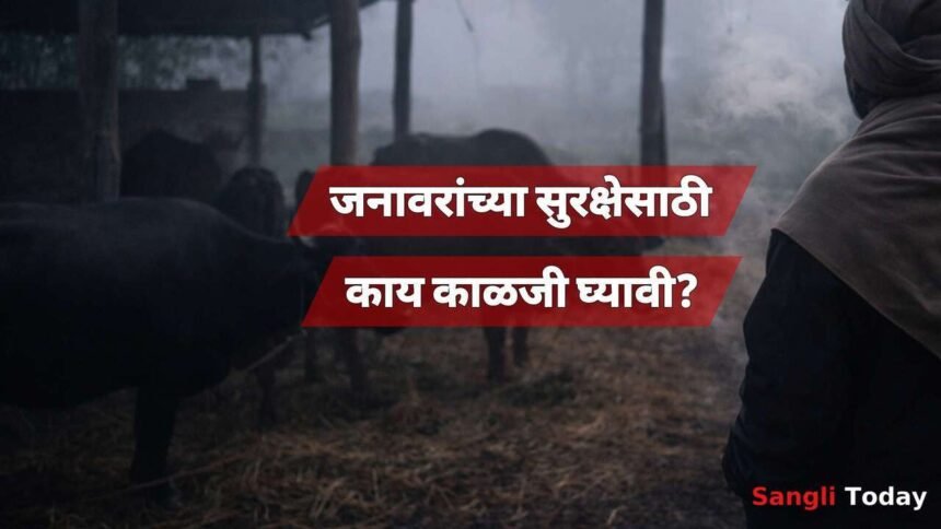 Sangli Cold Wave Livestock Care Advisory