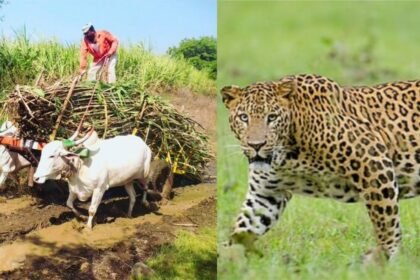 Sangli Leopard Sighting Sugarcane Workers Fear