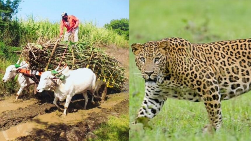 Sangli Leopard Sighting Sugarcane Workers Fear