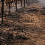 Sangli Savarde Grape Farm Fire Unknown Person Burnt