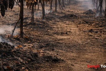 Sangli Savarde Grape Farm Fire Unknown Person Burnt