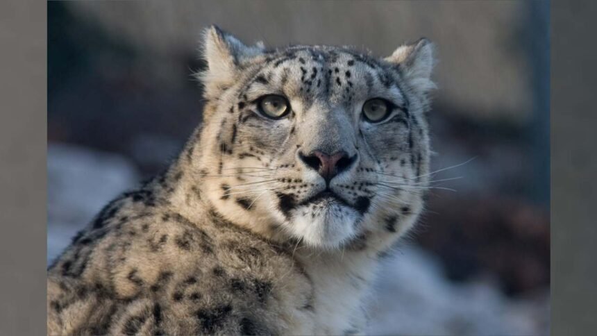 Sangli Shirala Leopard Captured Inside House Rescue Operation