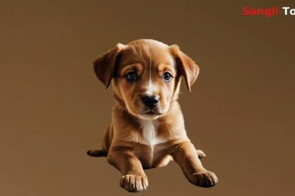 Sangli Stray Dog Sterilization District Collector Meeting