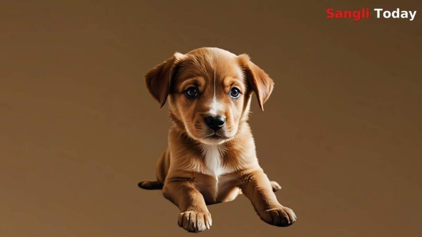 Sangli Stray Dog Sterilization District Collector Meeting