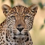 Sangli Sugarcane Field Leopard Cubs Found