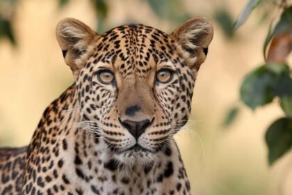 Sangli Sugarcane Field Leopard Cubs Found