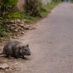 Sangli Walwa Neighbor Dispute Couple Assault