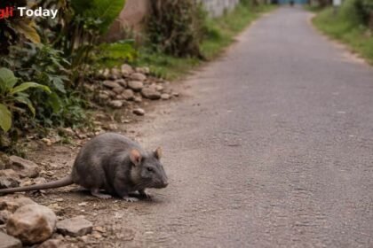 Sangli Walwa Neighbor Dispute Couple Assault