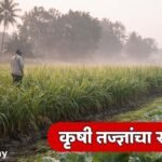 Sangli Weather Forecast December Farming Advisory