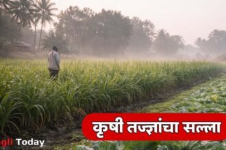 Sangli Weather Forecast December Farming Advisory