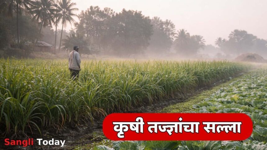 Sangli Weather Forecast December Farming Advisory