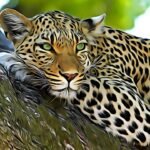 Sangli Yedenipani Leopard Sighting