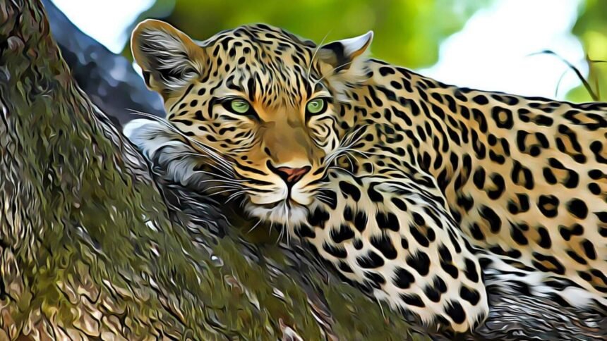 Sangli Yedenipani Leopard Sighting