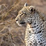 Shirala Leopard Scare Sugarcane Field Cubs Found