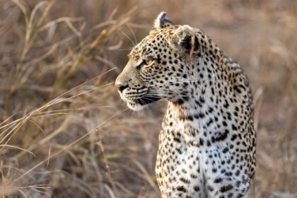 Shirala Leopard Scare Sugarcane Field Cubs Found