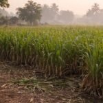 Dhanewadi Kadegaon Sugarcane Dispute Farmer Death