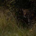 Leopard Attack Child Injured Upalave Shirala Sangli