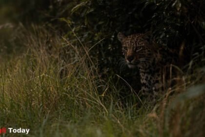 Leopard Attack Child Injured Upalave Shirala Sangli