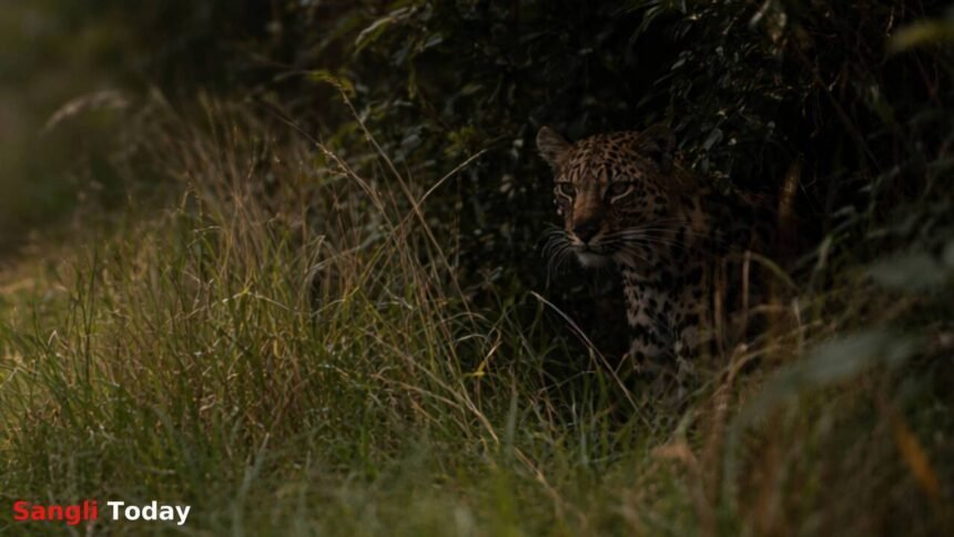Leopard Attack Child Injured Upalave Shirala Sangli