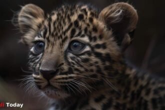 Leopard Attack Peth Shirala Road Sangli