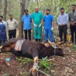 Sangli Animal Husbandry Team Saves Pregnant Gaur Life