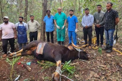 Sangli Animal Husbandry Team Saves Pregnant Gaur Life