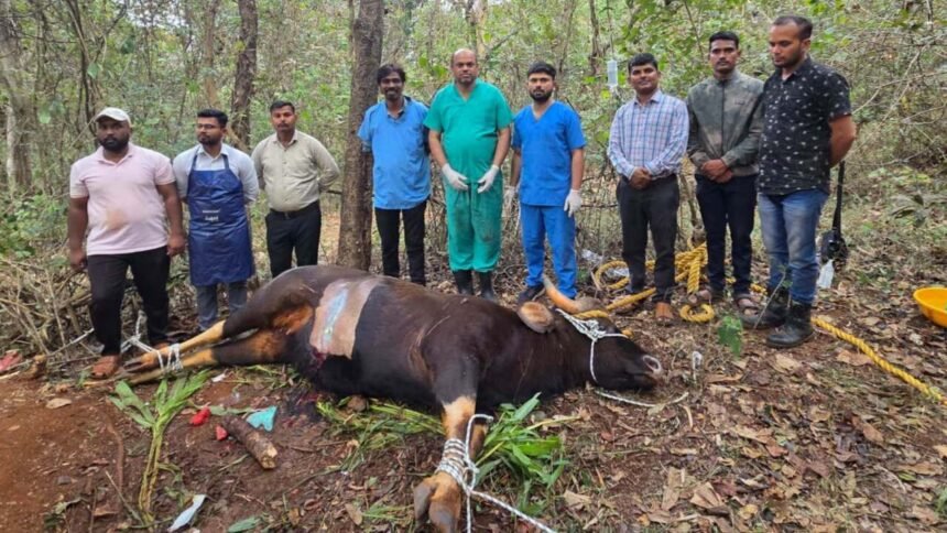 Sangli Animal Husbandry Team Saves Pregnant Gaur Life