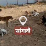 Sangli Stray Dog Attack Kolhapur Road Administration Action Question