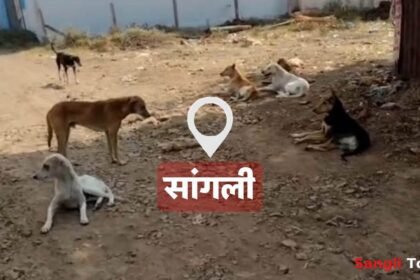 Sangli Stray Dog Attack Kolhapur Road Administration Action Question