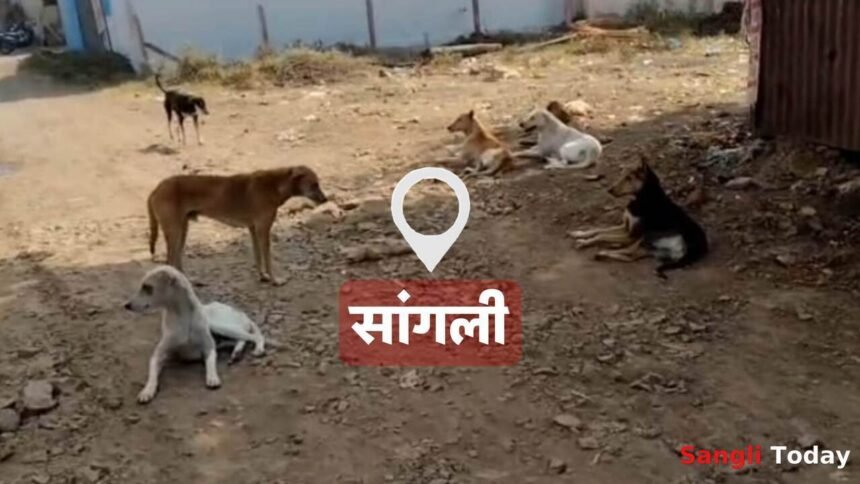 Sangli Stray Dog Attack Kolhapur Road Administration Action Question