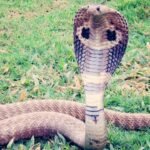 Sangli Vita King Cobra Rescue Wildlife Conservation