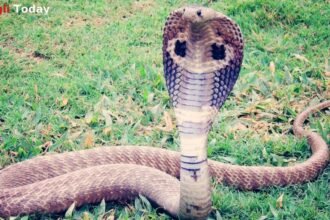 Sangli Vita King Cobra Rescue Wildlife Conservation